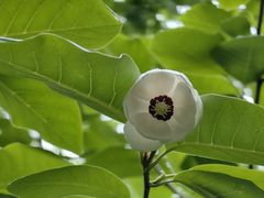-大连天门山国家森林公园