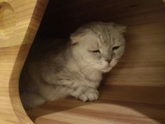 -more than meow吴止猫主题餐厅(承德 中船汇店)