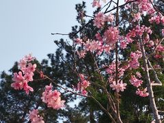 -狐尾山公园