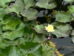 -东莞植物园