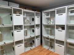 -十月米努特矮脚猫舍