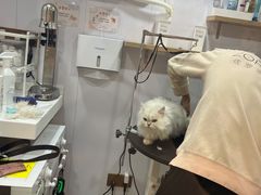 -佐罗家宠物馆·猫文化馆(紫霞路店)