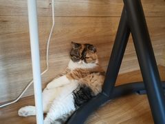 -滚猫咖啡·猫咖·猫友好撸猫(未来城店)