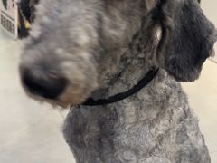 -伟伟宠物医院·CT影像中心·瑞派犬猫综合性门诊(汉口总院)