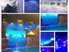 -芜湖新华联大白鲸海洋公园