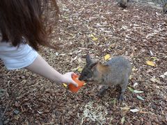 -费瑟代尔野生动物园
