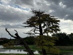 -上海海湾国家森林公园