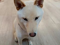 -柴迷FANS CLUB·柴犬狗咖·猫咖