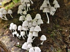 -莫里热带雨林景区