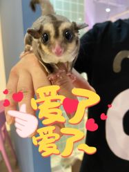 -Moni星球萌宠·小马宝莉·灵蛇·高端高阶全萌宠互动体验俱乐部(红豆国际广场店)