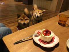 -柴务处·柴犬主题狗咖