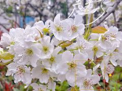 -顾村公园