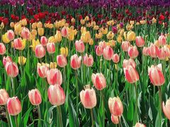 -长春公园(普阳街道)