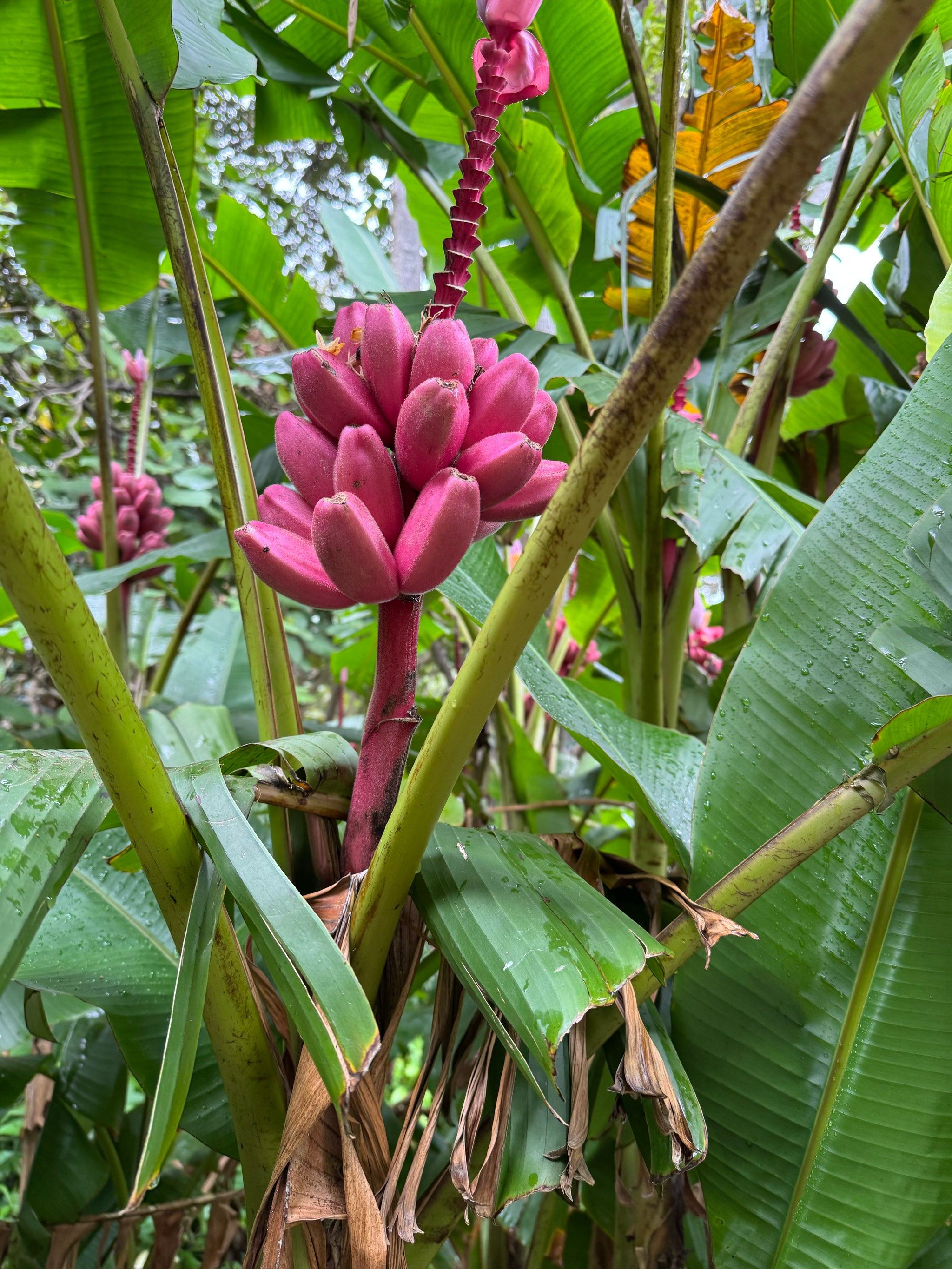 奇妙植物世界,悉尼皇家植物园