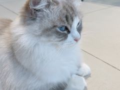 -怪兽屋·羊驼·猫咖·狗咖(俊华广场店)