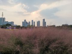-映月湖公园