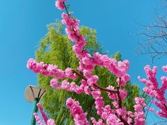 -朝阳公园