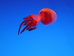 -上海海洋水族馆