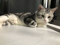 -Goku PET SHOP宠物视觉生活馆(双井店)