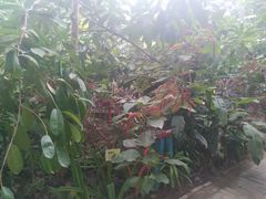 -呀路古热带植物园