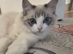 -有喵·猫咖·狗咖·40+猫狗有小奶狗(岗厦店)