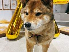 -柴务处·柴犬主题狗咖