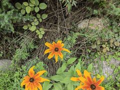 -青峰峡国家森林公园