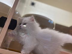 -屋虎猫馆(宝安大仟里店)
