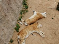 -西霞口神雕山野生动物世界