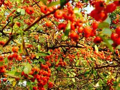 iphone_upload_pic-新江湾城公园