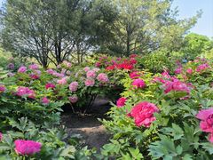 -莲花池公园