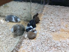 -龟与熊猫宠物公园(南坪店)