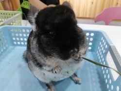 -Moni星球萌宠·小马宝莉·灵蛇·高端高阶全萌宠互动体验俱乐部(红豆国际广场店)