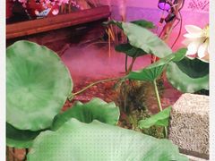 -韵秋荷(宝山龙湖天街店)