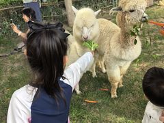 -廊坊固安福朋喜来登酒店