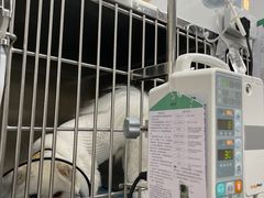 -瑞派天使宠物医院·神经外科·骨科·核磁(洛川中路店)