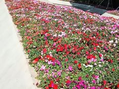 -深圳国际园林花卉博览园