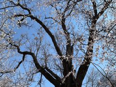 -桃花堤公园