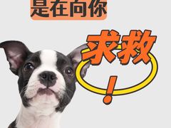 -申普宠物医院(总院)