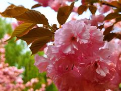 -莲花池公园