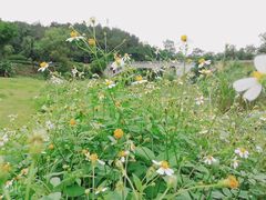 -南宁良凤江国家森林公园