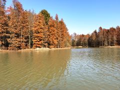 -上海海湾国家森林公园