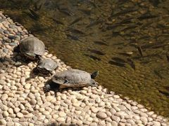 -广东惠东海龟国家级自然保护区