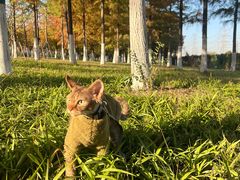 -山宅一喵德文卷毛猫舍