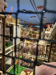 点击看大图 -卡通尼·Safari非洲探索乐园·生日会(金桥国际商业广场店)