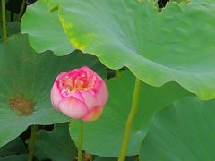 -天津东丽湖风景区