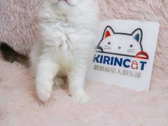-十年猫舍·猫咪专门店(普陀店)