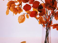 晚秋-PUZZLE COFFEE 拼图咖啡