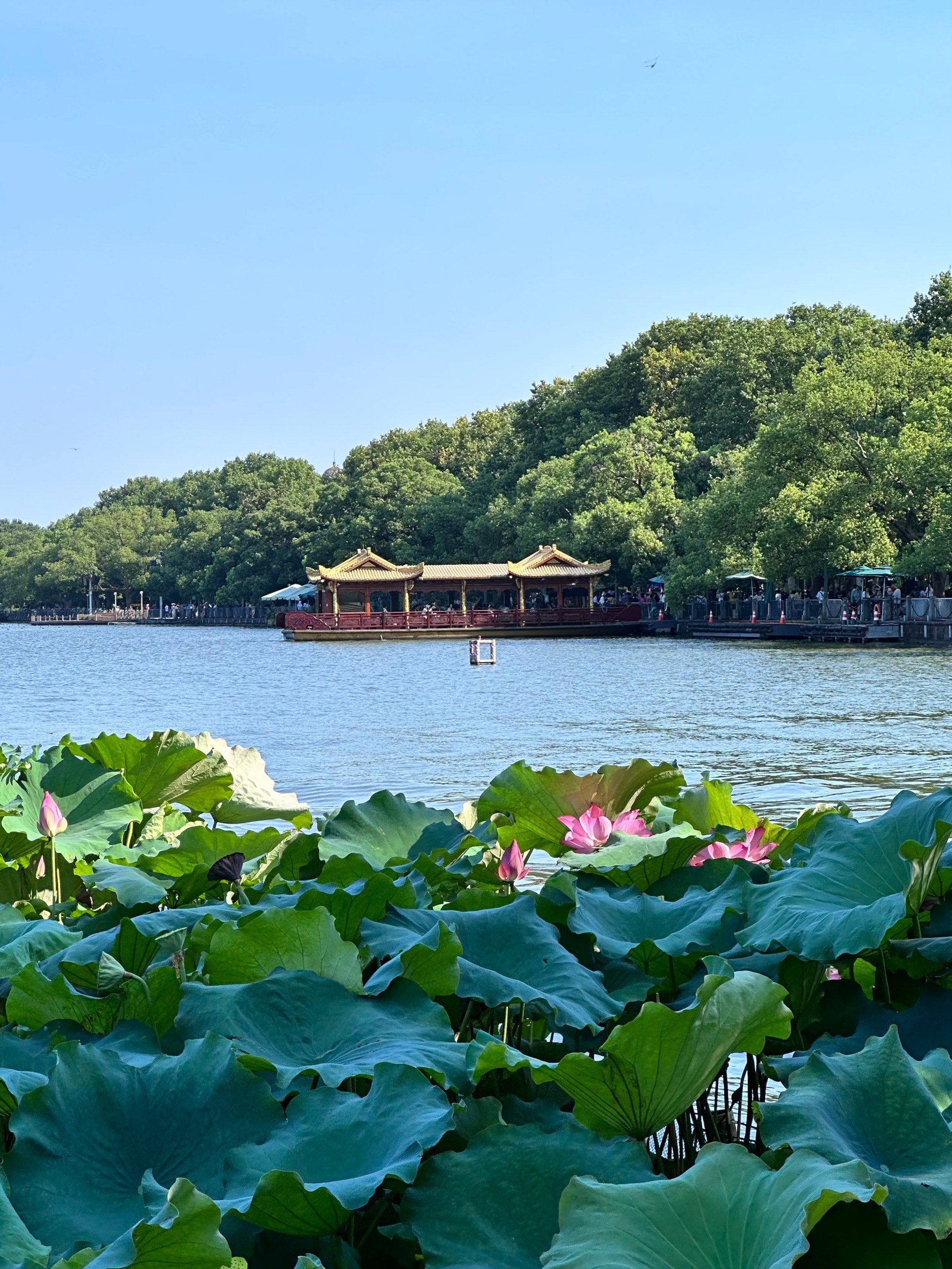 映日荷花别样红～
荷花趁着天气好都开啦,早晨就有很多人在西湖边啦