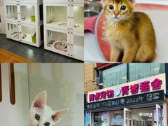 -青奢宠物·青奢猫舍